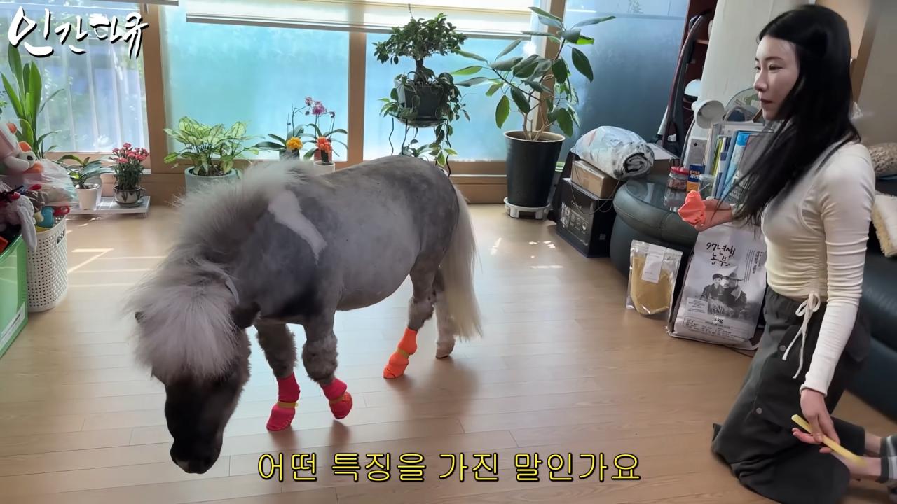 국내엔 단 한마리밖에 없는 세계에서 가장 작은 말을 키우는 모델