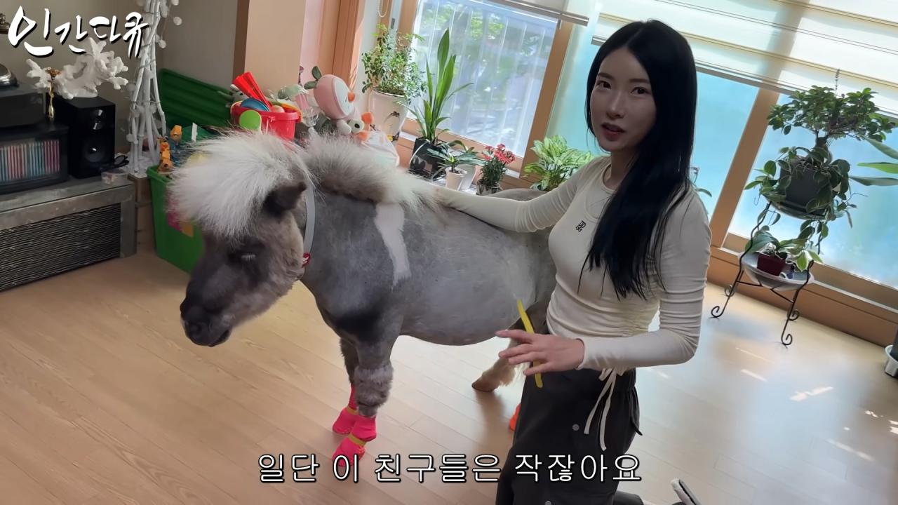 국내엔 단 한마리밖에 없는 세계에서 가장 작은 말을 키우는 모델
