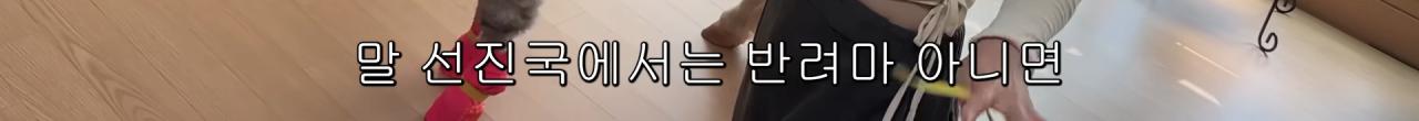 국내엔 단 한마리밖에 없는 세계에서 가장 작은 말을 키우는 모델