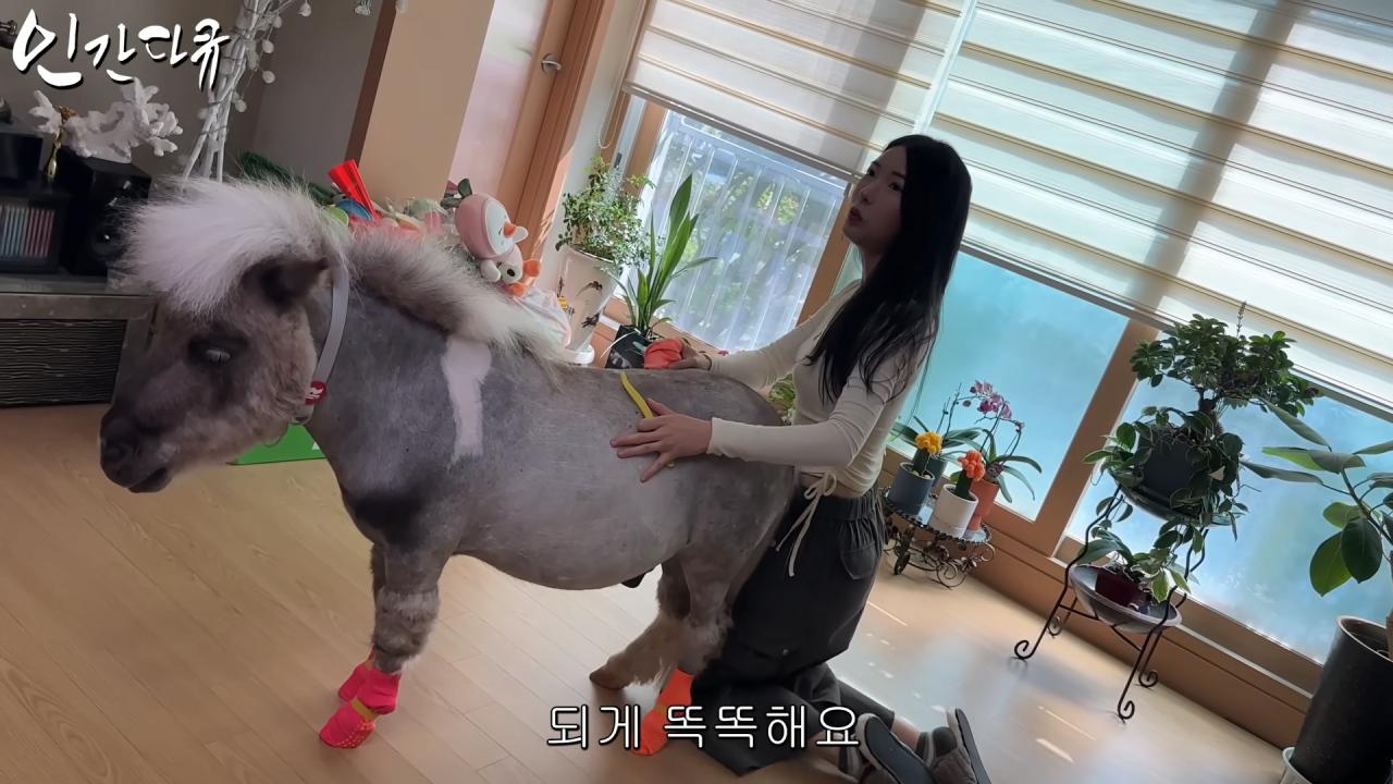 국내엔 단 한마리밖에 없는 세계에서 가장 작은 말을 키우는 모델