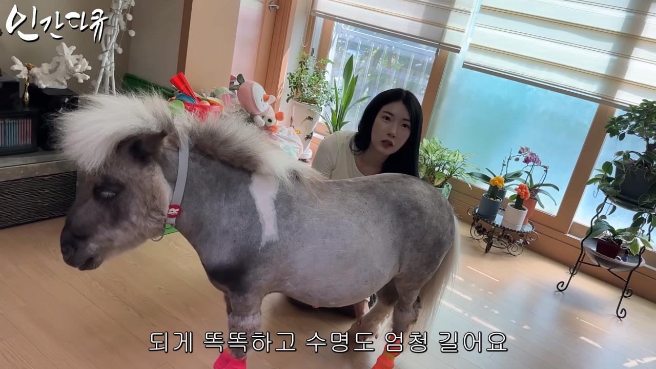 국내엔 단 한마리밖에 없는 세계에서 가장 작은 말을 키우는 모델