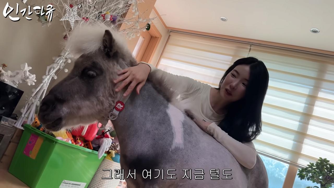 국내엔 단 한마리밖에 없는 세계에서 가장 작은 말을 키우는 모델