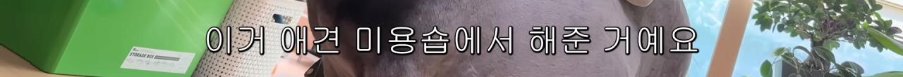 국내엔 단 한마리밖에 없는 세계에서 가장 작은 말을 키우는 모델