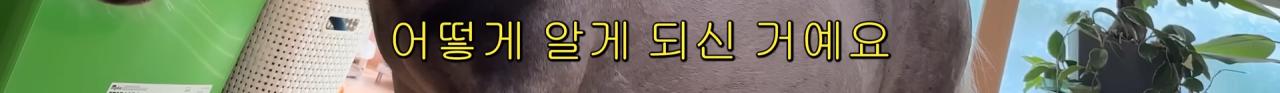 국내엔 단 한마리밖에 없는 세계에서 가장 작은 말을 키우는 모델