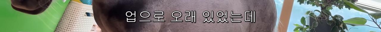 국내엔 단 한마리밖에 없는 세계에서 가장 작은 말을 키우는 모델
