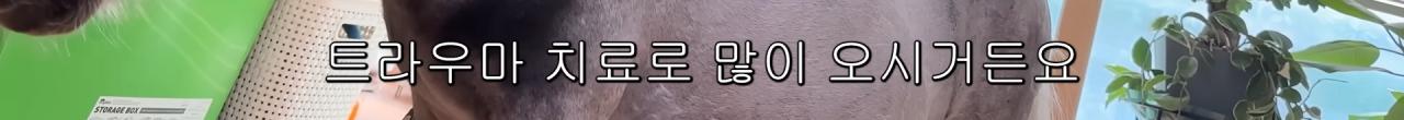 국내엔 단 한마리밖에 없는 세계에서 가장 작은 말을 키우는 모델