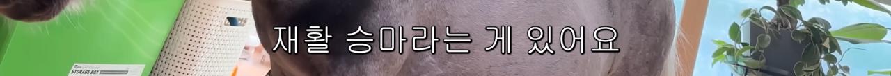 국내엔 단 한마리밖에 없는 세계에서 가장 작은 말을 키우는 모델