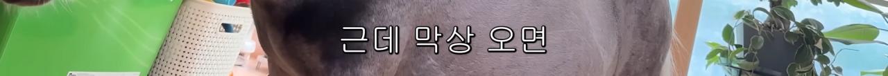 국내엔 단 한마리밖에 없는 세계에서 가장 작은 말을 키우는 모델
