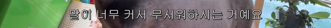 국내엔 단 한마리밖에 없는 세계에서 가장 작은 말을 키우는 모델