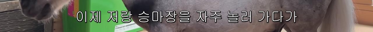 국내엔 단 한마리밖에 없는 세계에서 가장 작은 말을 키우는 모델
