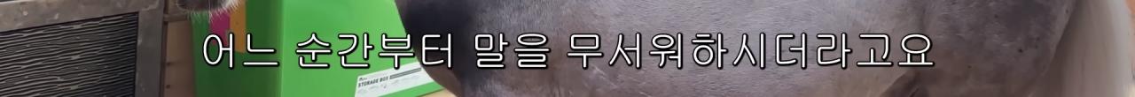 국내엔 단 한마리밖에 없는 세계에서 가장 작은 말을 키우는 모델