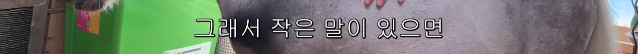 국내엔 단 한마리밖에 없는 세계에서 가장 작은 말을 키우는 모델