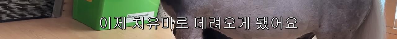 국내엔 단 한마리밖에 없는 세계에서 가장 작은 말을 키우는 모델