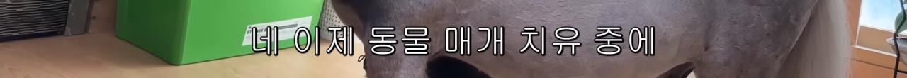 국내엔 단 한마리밖에 없는 세계에서 가장 작은 말을 키우는 모델