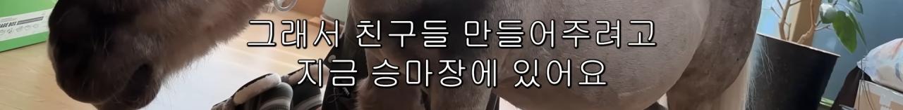 국내엔 단 한마리밖에 없는 세계에서 가장 작은 말을 키우는 모델