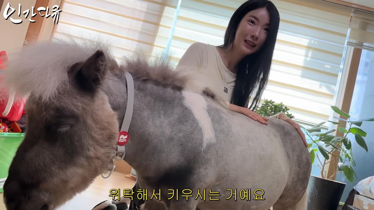 국내엔 단 한마리밖에 없는 세계에서 가장 작은 말을 키우는 모델