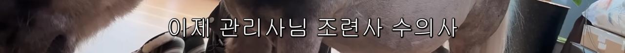 국내엔 단 한마리밖에 없는 세계에서 가장 작은 말을 키우는 모델