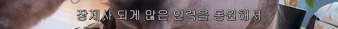 국내엔 단 한마리밖에 없는 세계에서 가장 작은 말을 키우는 모델