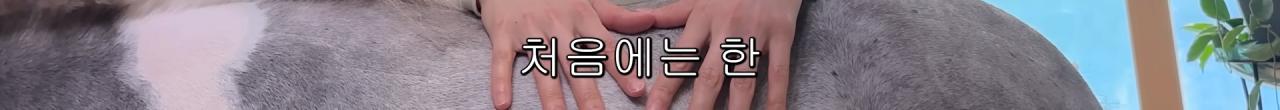 국내엔 단 한마리밖에 없는 세계에서 가장 작은 말을 키우는 모델