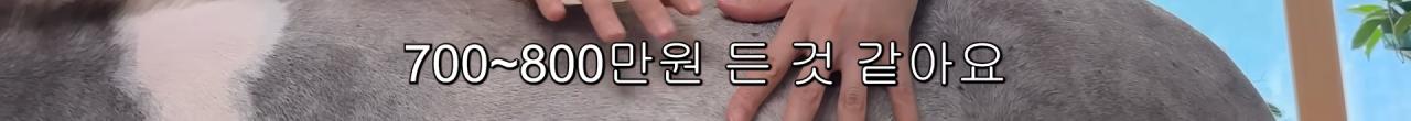 국내엔 단 한마리밖에 없는 세계에서 가장 작은 말을 키우는 모델