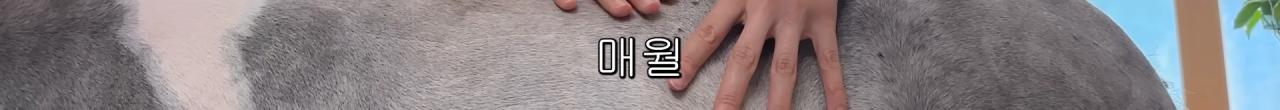 국내엔 단 한마리밖에 없는 세계에서 가장 작은 말을 키우는 모델