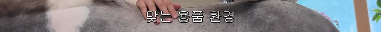 국내엔 단 한마리밖에 없는 세계에서 가장 작은 말을 키우는 모델