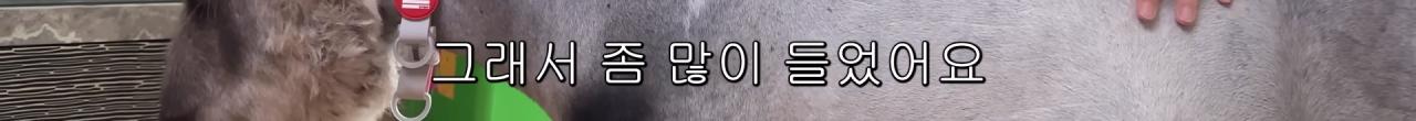 국내엔 단 한마리밖에 없는 세계에서 가장 작은 말을 키우는 모델