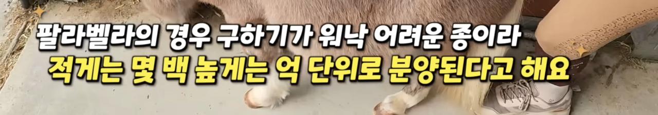 국내엔 단 한마리밖에 없는 세계에서 가장 작은 말을 키우는 모델