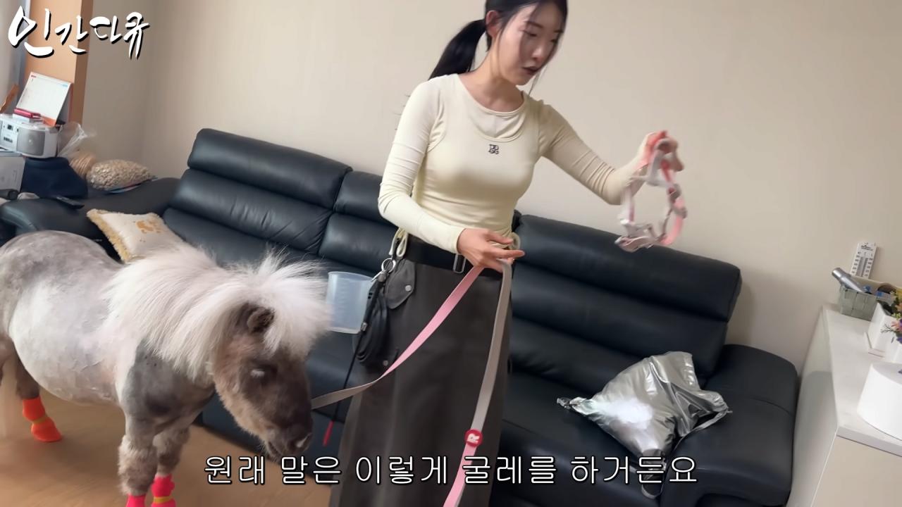 국내엔 단 한마리밖에 없는 세계에서 가장 작은 말을 키우는 모델