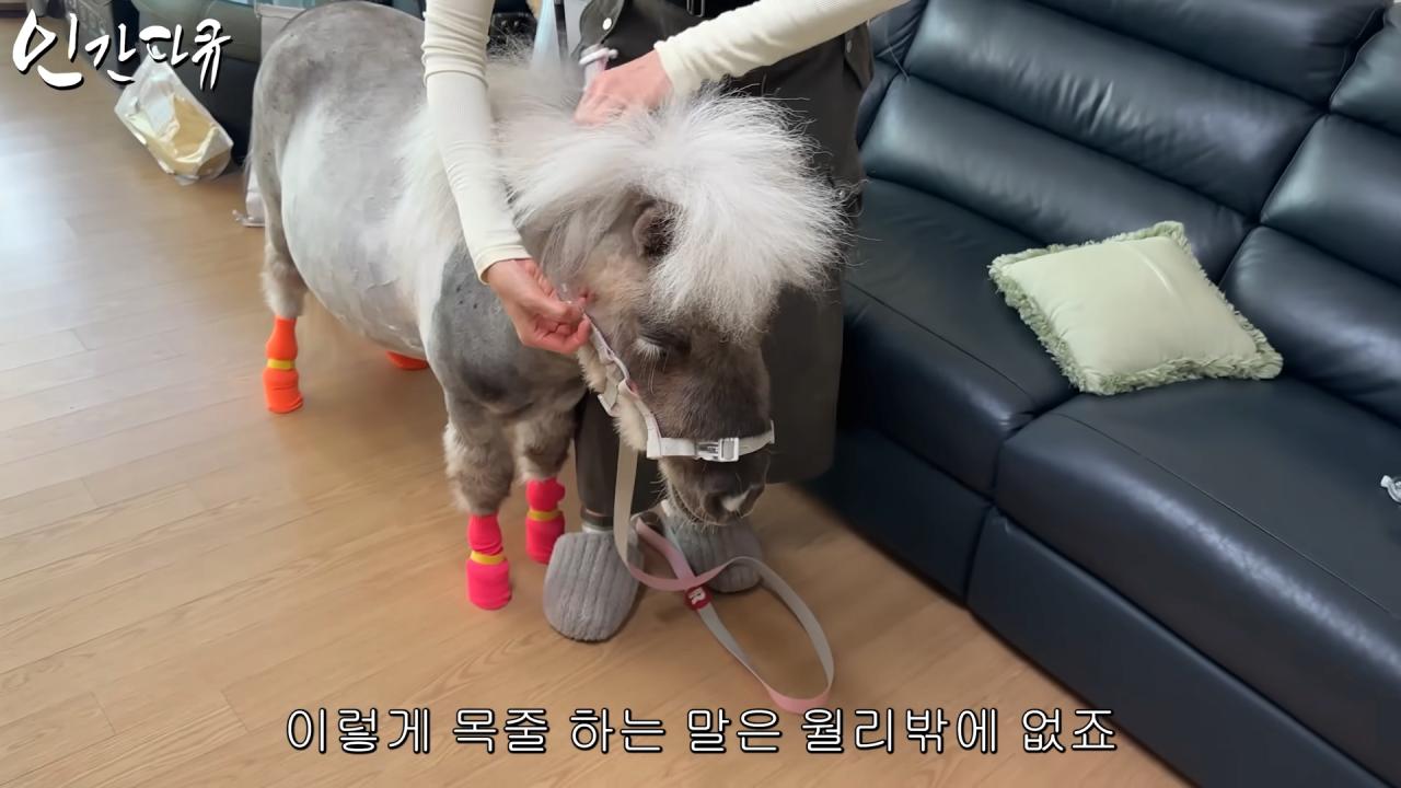 국내엔 단 한마리밖에 없는 세계에서 가장 작은 말을 키우는 모델