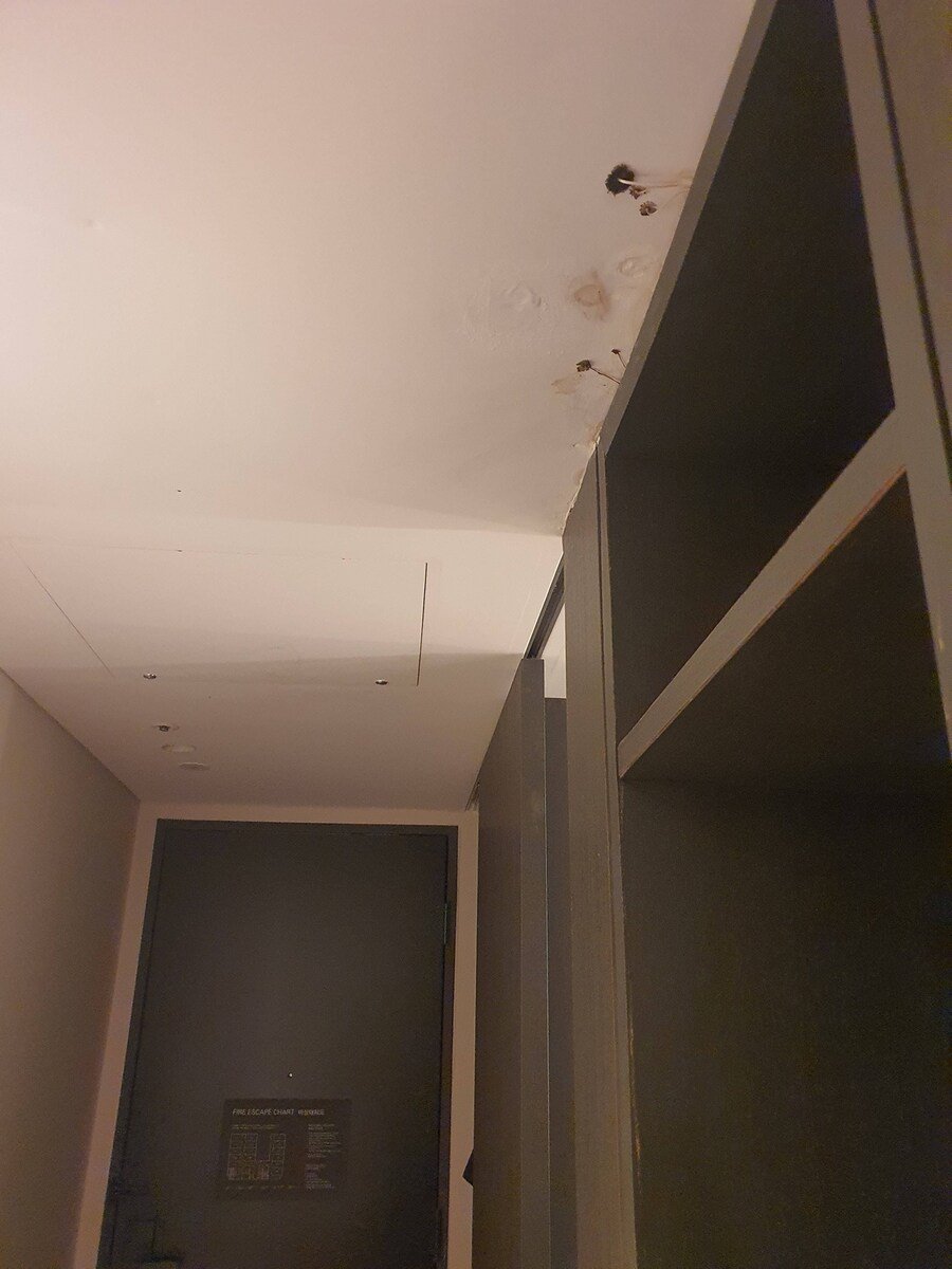 강남 4성급 호텔 룸에서 자라나는 버섯.blind