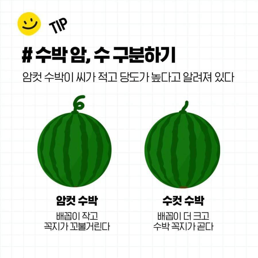 두드리지 않고 꿀수박 고르는 법과 보관 방법