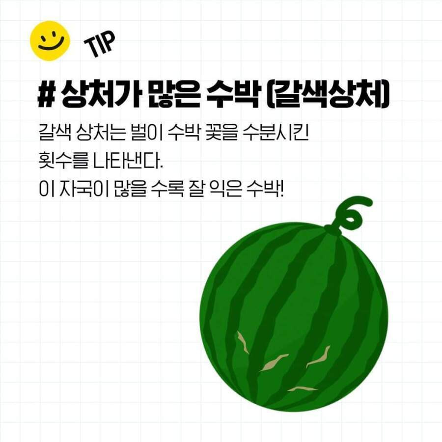 두드리지 않고 꿀수박 고르는 법과 보관 방법
