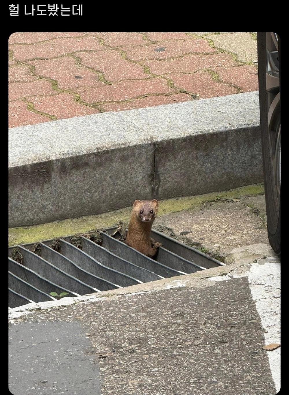 집에서 족제비가 나왔어요