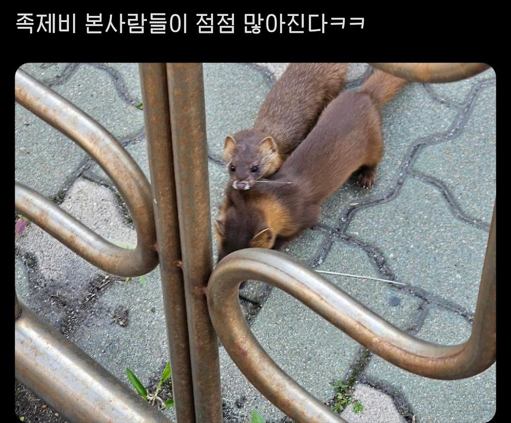 집에서 족제비가 나왔어요