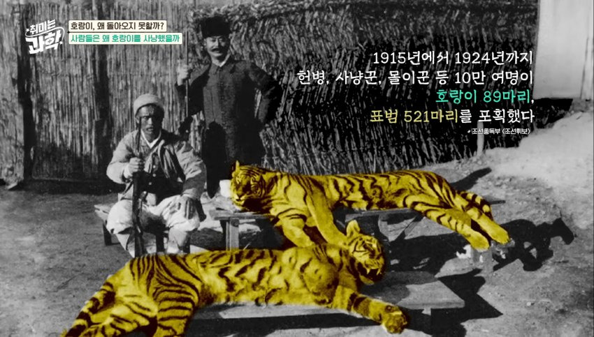 한반도에 호랑이들이 멸종한 이유