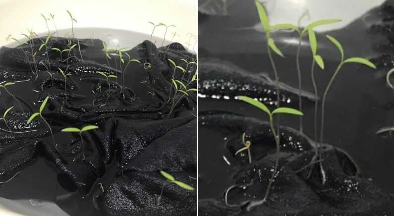 강아지 옷 물에 담가두면 생기는 일