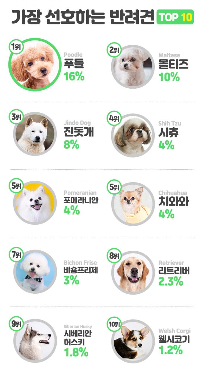 한국인이 선호하는 반려견 순위 TOP10