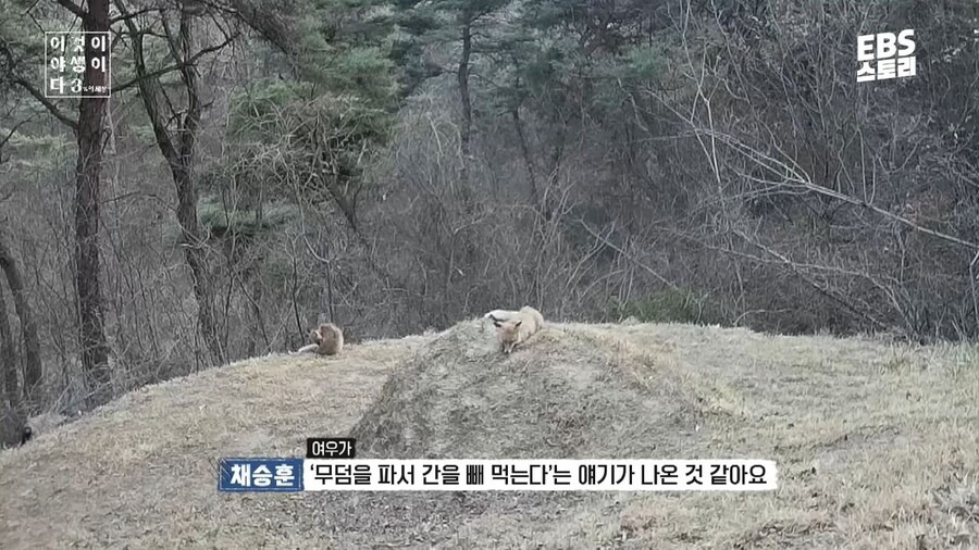 여우가 무덤에서 자주 발견된 이유