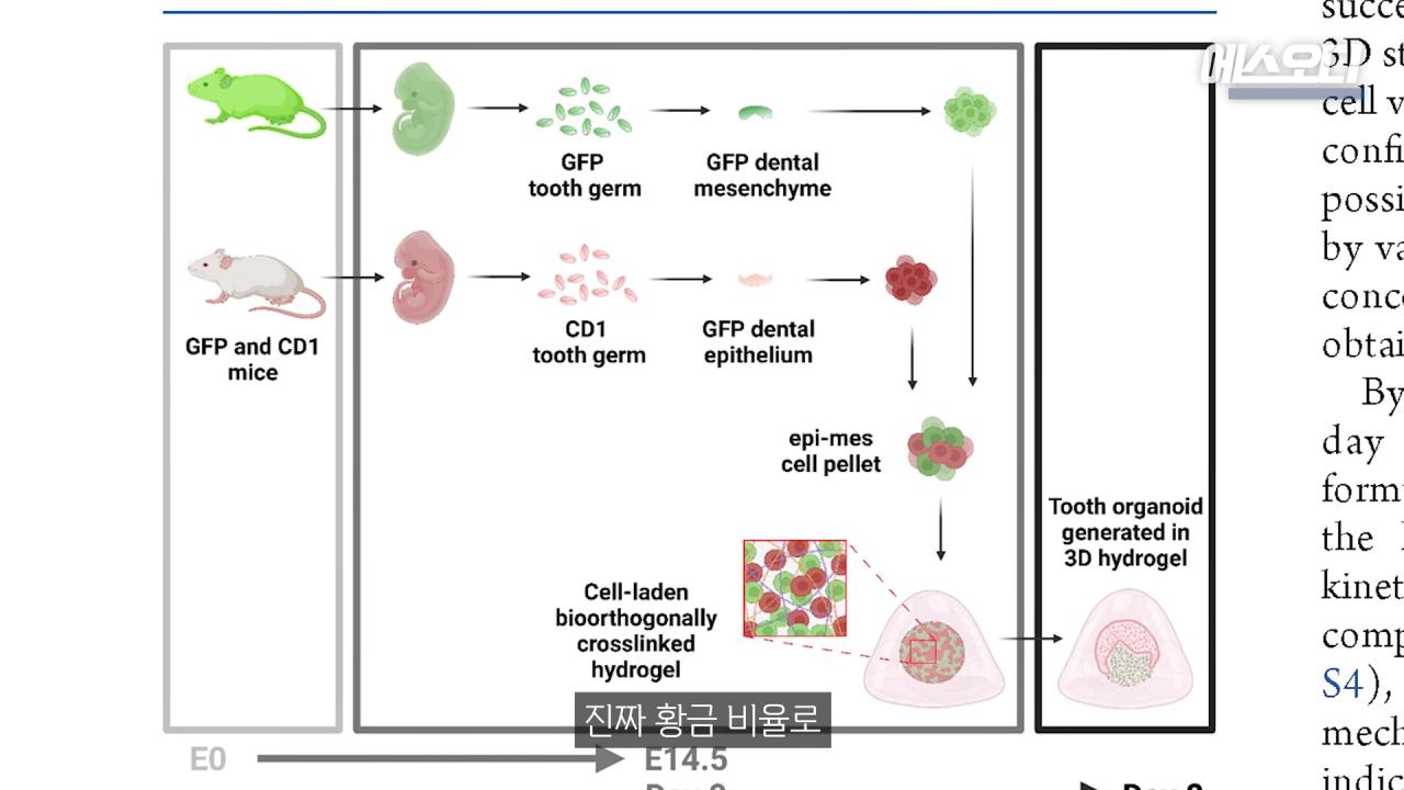 일본의 치아 재생 연구보다 더 주목 받고 있다는 영국 연구