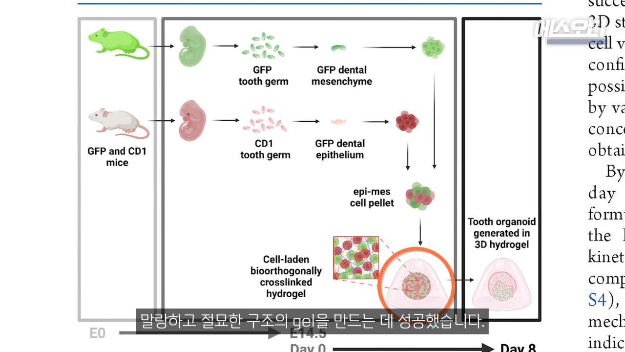 일본의 치아 재생 연구보다 더 주목 받고 있다는 영국 연구