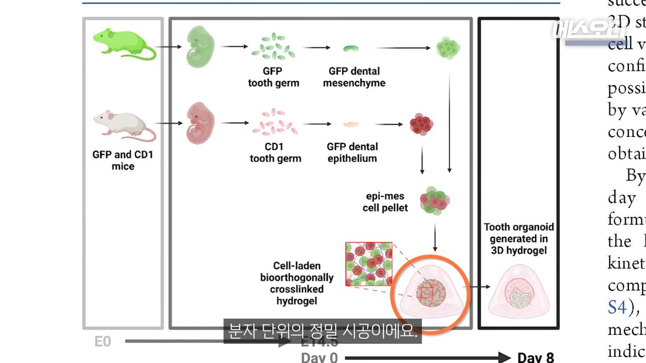 일본의 치아 재생 연구보다 더 주목 받고 있다는 영국 연구