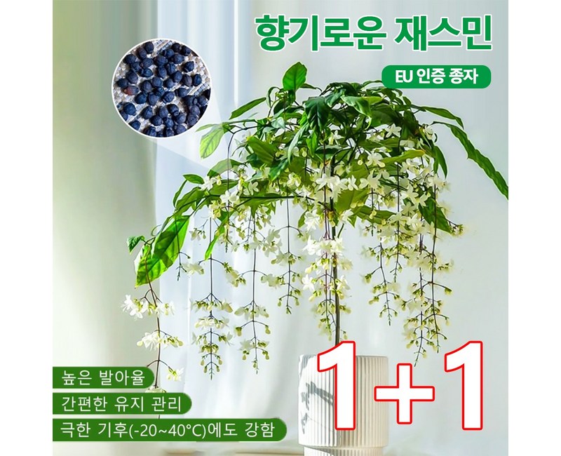 1+1【향기가 멀리 퍼집니다】강렬한 향의 매달린 재스민 씨앗