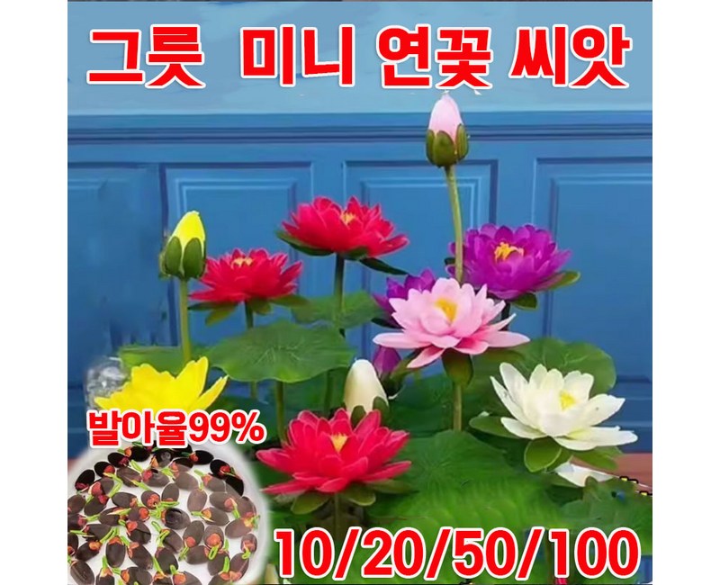 [당일 배송] 사계절 그릇 연꽃 씨앗 미니 연꽃씨 수경재배  연꽃 행운 수반 수련 꽃 씨몰 발아율99%