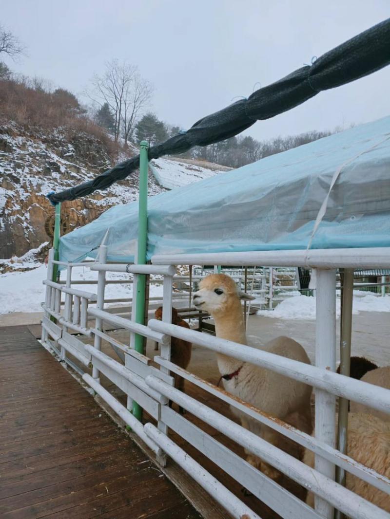 한수연 인스타