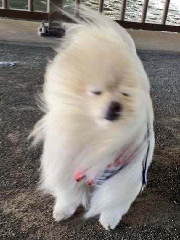 이채연