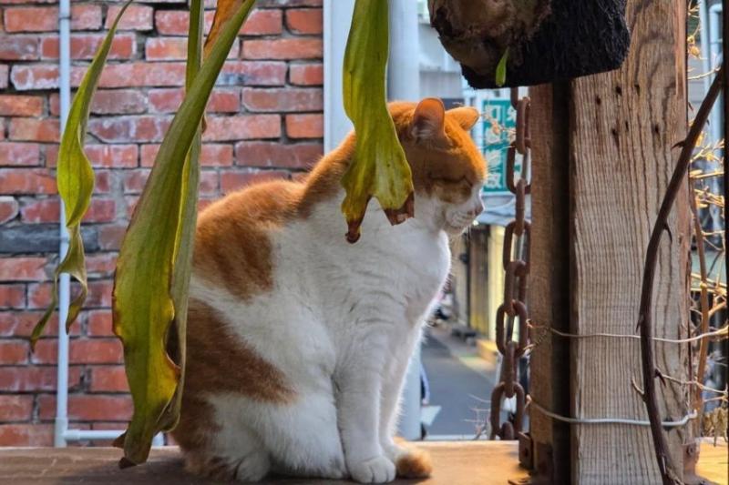 르세라핌 허윤진