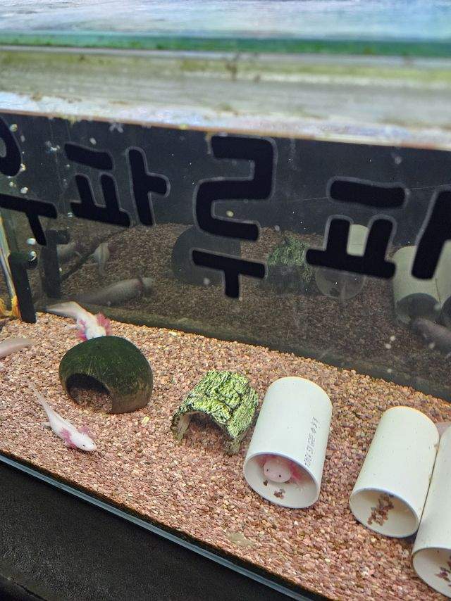 우파들이 좋아하는 물고기는?