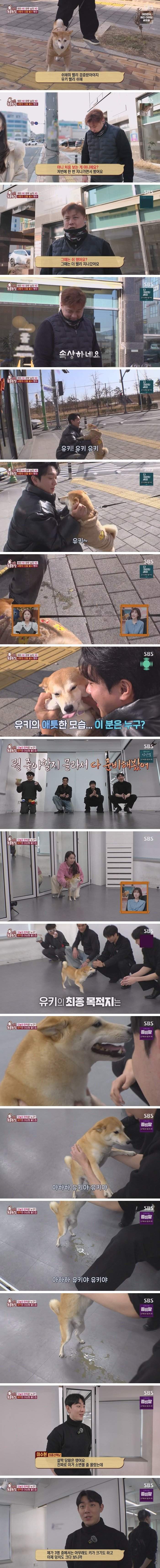 잘생긴 남자를 보면 실실웃고 오줌싸는 시바견