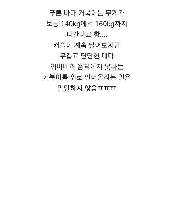 바위 뜸에 빠진 거북이 구해주는 커플